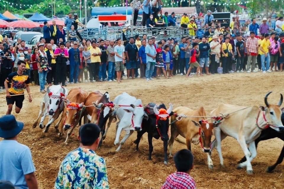 Bull Run of Ratchaburi people Held during the harvest season, which is between January and May. Held in Ban Pong District, the people of Ratchaburi Province have sincerely collaborated.
